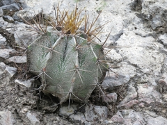 Astrophytum ornatum