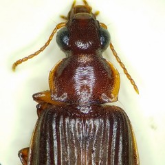 Plochionus timidus