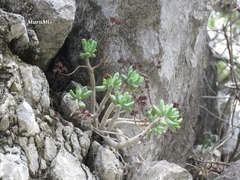 Sedum corynephyllum