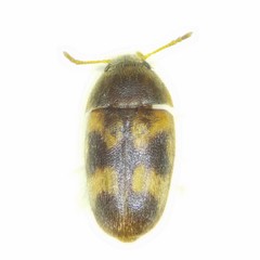 Litargus