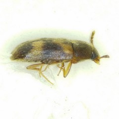 Litargus