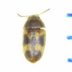 Litargus