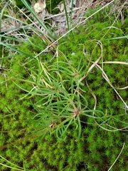 Phemeranthus mengesii