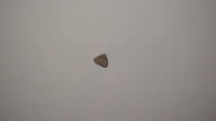 Hermeuptychia canthe