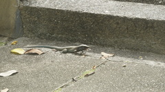 Ameiva atrigularis