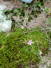 Phemeranthus mengesii