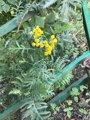 Tanacetum vulgare