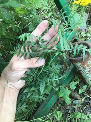 Tanacetum vulgare
