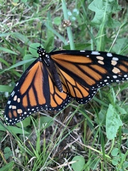 Danaus plexippus