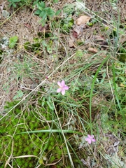 Phemeranthus mengesii
