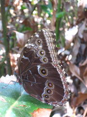 Morpho helenor montezuma