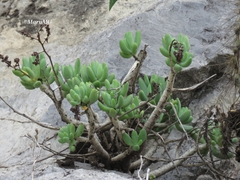 Sedum corynephyllum