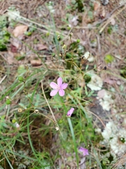 Phemeranthus mengesii