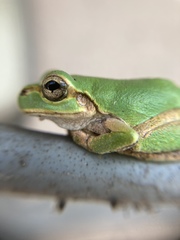 Hyla japonica