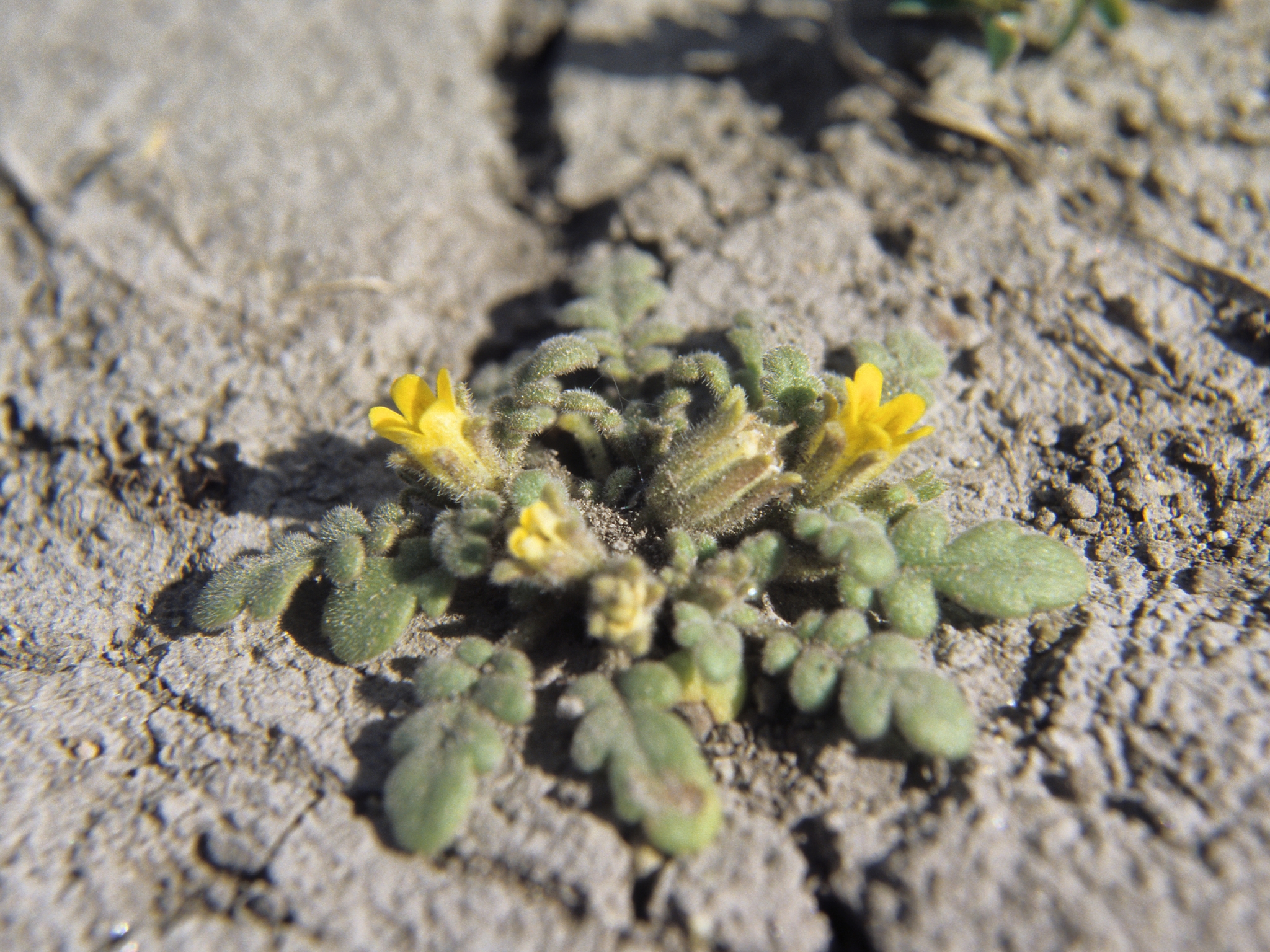 Phacelia inundata