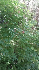 Sambucus racemosa racemosa