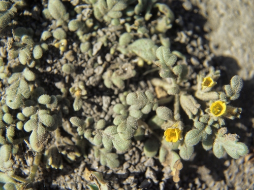 Playa yellow phacelia (Phacelia inundata)