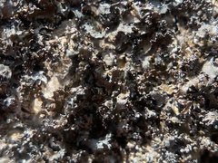 Tuckermanopsis americana