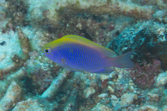 Chrysiptera bleekeri