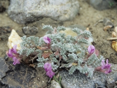 Astragalus anserinus