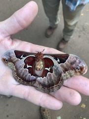 Callosamia angulifera