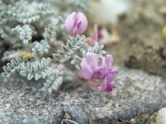Astragalus anserinus
