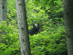 Ursus thibetanus japonicus