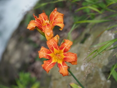 Hemerocallis fulva kwanso