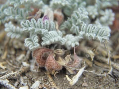 Astragalus anserinus