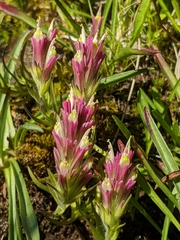 Castilleja lassenensis