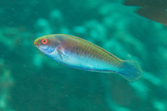 Cirrhilabrus solorensis