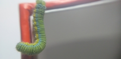 Leptophobia