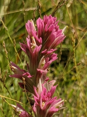 Castilleja lassenensis