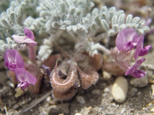 Goose Creek milkvetch (Astragalus anserinus)