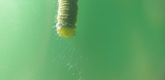 Leptophobia