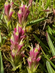 Castilleja lassenensis
