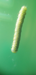 Leptophobia
