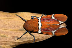 Westindia haxairei