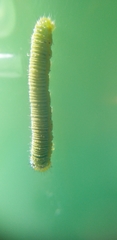Leptophobia