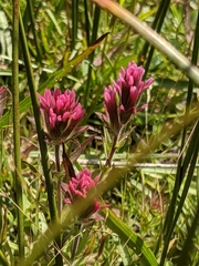 Castilleja lassenensis