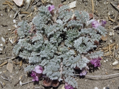 Astragalus anserinus