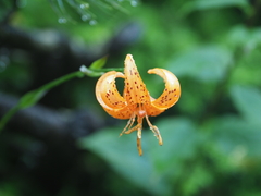 Lilium medeoloides