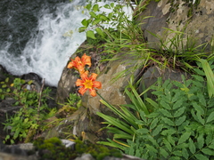 Hemerocallis fulva kwanso