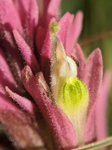Image of Castilleja lassenensis by no rights reserved