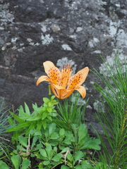 Lilium maculatum