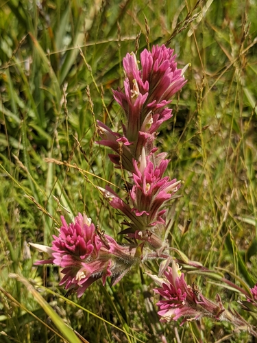 Image of Castilleja lassenensis by no rights reserved