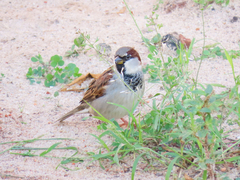 Passer domesticus