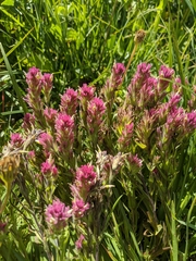 Castilleja lassenensis