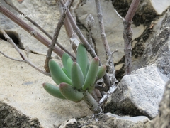 Sedum corynephyllum