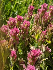 Castilleja lassenensis